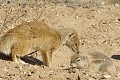  Mangouste ; écureuil ; mammifère ; carnivore ; herbivore ; terrier ; cohabitation ; hivr austral ; Kalahari ; Kgalagadi . Afrique du Sud 