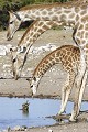  Girafe ; tortue ; perspective ; Etosha ; Namibie ; humour ; Afrique 