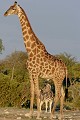  Girafe ; zèbre ; perspective ; humour ; Etosha ; Namibie 