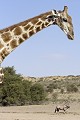  Girafe ; oryx ; perspective ; humour ; Kalahari ; Kgalagadi ; Afrique du Sud 