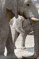  Eléphant ; perspective ; humour ; Etosha ; Namibie ; Afrique 