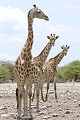  Girafe ; perspective ; humour ; Etosha ; Namibie 