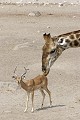  girafe ; impala ; perspective ; humour ; Etosha ; Namibie 