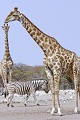  Girafe ; zèbre ; perspective ; humour ; Etosha ; Namibie 