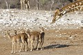  Girafe ; impala ; perspective ; humour ; Etosha ; Namibie 
