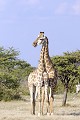  Girafe ; perspective ; humour ; Etosha ; Namibie 
