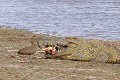 Ombrette du Sénégal essayant de saisir quelques morceaux de la proie d'un crocodile du Nil Ombrette du Sénégal : oiseau ; crocodile ; proie ; opportunisme ; Kruger ; Afrique du Sud 