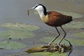 Capture d'un insecte Jacana africain ; capture ; manger ; insecte ; savane ; eau ; Kruger ; Afrique du Sud 