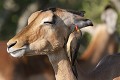 Pique-boeuf déparasitant un impala Pique-boeuf à bec rouge ; oiseau ; parasite ; nettoyage ; impala ; savane ; Kruger ; Afrique du Sud 