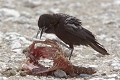 Corneille du Cap mangeant les restes d'un springbok Corneille du Cap ; manger ; cadavre ; oiseau ; savane ; Etosha ; Namibie ; Afrique 