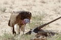 Vautour oricou mangeant un cadavre d'oryx Vautour ; cadavre ; charognard ; manger ; oryx ; désert ; Kalahari ; Kgalagadi ; Afrique du Sud 