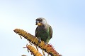 Perroquet à tête brune mangeant des fleurs de la savane perroquet ; manger ; fleur ; savane ; oiseau ; Kruger ; Afrique du Sud 