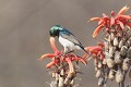 Souï-Manga de Namibie se nourrissant du nectar d'un arbuste en fleurs Souï-Manga ; oiseau ; nectar ; nourriture ; Kruger ; Afrique du Sud 