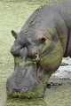 Pique-boeuf débarrassant un hippopotame de parasites dans l'oeil Pique-boeuf ; hippopotame ; parasite ; oeil ; manger ; nettotage ; eau ; savane ; Kruger ; Afrique du Sud 