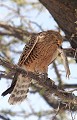 Crécerelle aux yeux blancs ramenant une proie au nid crécerelle ; oiseau ; rapace ; proie ; capturer ; manger ; savane ; Etosha ; Namibie ; Afrique 