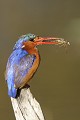 Martin-pêcheur ayant capturé un insecte Martin-pêcheur ; capturer ; insctivore ; manger ; oiseau ; eau ; savane ; Kruger ; Afrique du Sud 