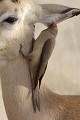 Pique-boeuf déparasitant un impala Pique-boeuf ; impala ; parasite ; nettoyage ; insectivore ; savane ; Kruger ; Afrique du Sud 