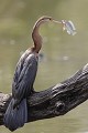 Pêche d'un Aningha Aningha ; oiseau ; piscivore ; pêcher ; manger ; capturer ; eau ; savane ; Kruger ; Afrique du Sud 