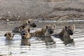 Baignade pour atténuer la chaleur en été Hyène ; bain ; chaleur ; eau ; savane ; Etosha ; Namibie ; mammifère ; Afrique 