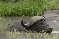  Buffle ; bain ; eau ; chaleur ; mammifère ; savane ; Kruger ; Afrique du Sud 