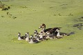 Oisillons escortés par un adulte Oies ; oiseau ; eau ; savane ; Kruger ; Afrique du Sud 