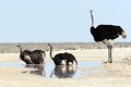 Bain dans une flaque pendant l'été austral Autruche ; oiseau ; bain ; eau ; flaque ; chaleur ; Etosha ; Afrique du Sud 