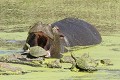  Hippopotame ; tortue ; mammifère ; reptile ; eau ; savane ; Kruger ; Afrique du Sud 