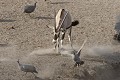  oryx ; pintade ; mammifère ; gallinacé ; savane ; Etosha ; Afrique ; Namibie ; territoire ; 