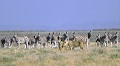 Zèbres de Burchell observant les ébats amoureux d'un couple de lions Lion ; zèbre ; mammifère ; couple ; reproduction ; savane ; Etosha ; Namibie ; Afrique 
