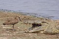  Crocodile ; ombrette ; reptile ; oiseau ; savane ; eau ; Kruger ; Afrique du Sud 