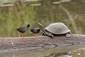  Marouette ; tortue ; oiseau ; reptile ; savane ; eau ; Kruger ; Afrique du Sud 