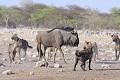  Gnou ; hyène ; mammifère ; harcèlement ; meute ; Etosha ; savane ; Afrique ; Namibie 