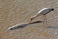 Tantale ibis explorant avec son bec le dos d'un crocodile. Tantale ; crocodile ; reptile ; oiseau ; rencontre ; eau ; savane ; Kruger ; Afrique du Sud 