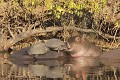 Jeune hippopotame cherchant à faire tomber une tortue. Hippopotame ; tortue ; reptile ; mammifère ; eau ; savane ; Kruger ; Afrique du Sud 