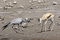 Grue ; springbok ; oiseau ; mammifère ; curiosité ; territoire ; attaque ; eau ; savane ; Etosha ; Afrique ; Namibie 
