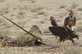Chacal chassant des vautours d'une carcasse d'oryx. Chacal ; vautour ; charognard ; oiseau ; mammifère ; chasse ; manger ; carcasse ; savane ; oryx ; désert ; Kalahari ; Kgalagadi ; Afrique du Sud 