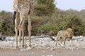 Lion (panthera leo) et girafe(giraffa camelopardalis)
PN d'Etosha Namibie Lion ; girafe ; curiosité ; rencontre ; regard ; savane ; mammifère ; Etosha ; Namibie ; Afrique 