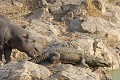 Jeune hippopotame explorant la queue d'un crocodile Hippopotame ; crocodile ; curiosité ; toucher ; contact ; mammifère ; reptile ; savane ; eau ; Kruger ; Afrique du Sud 