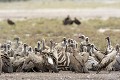 Chacal à chabraque et vautours
Rassemblement de vautours et chacal autour d'une dépouille de zèbre.
PN d'Etosha - Namibie Vautour ; chacal ; charognard ; manger ; zèbre ; carcasse ; oiseau ; mammifère ; savane ; Etosha ; Namibie 