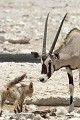 Oryx s'approchant d'un chacal au dessus d'une dépouille de springbok. oryx ; chacal ; flairer ; curiosité ; dépouille ; regard ; mammifère ; savane ; eau ; Etosha ; Namibie ; Afrique 