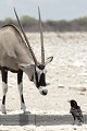  oryx ; corneille ; mammifère ; oiseau ; curiosité ; regard ; savane ; eau ; Etosha ; Namibie ; Afrique 