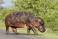 Hippopotame au cuir labouré en profondeur, rescapé d'une attaque par des lions hippopotame ; mammifère ; attaque ; lion ; blessure ; Kruger ; Afrique du Sud ; savane ; 