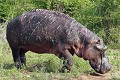 hippopotame au cuir labouré en profondeur, rescapé d'une attaque par des lions. Hippopotame ; lion ; mammifère ; attaque ; blessure ; savane ; Kruger ; Afrique du Sud 