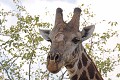 Séquelles de combat Girafe ; combat ; blessure ; mammifère ; savane ; Afrique du Sud ; Kruger 