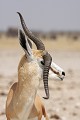 Corne cassée à la suite d'un combat entre mâles. Springbok ; mammifère ; combat ; mâle ; savane ; blessure ; Etosha ; Namibie ; Afrique 