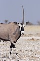 Corne cassée suite à un combat entre mâles. Oryx ; combat ; blessure ; mâle ; savane ; Etosha ; Namibie ; Afrique 