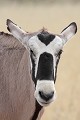 Oryx mâle ayant perdu deux cornes et un oeil en combattant Oryx ; combat ; mâle ; blessure ; savane ; mammifère ; Kalahari ; Kgalagadi ; Afrique du Sud 