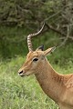 Corne cassée à la suite d'un combat entre mâles. Impala ; combat ; mâle ; mammifère ; blessure ; Afrique du Sud ; Kruger ; savane 