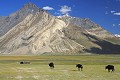 Hauts plateaux de Rangdum au Zanskar yack ; altitude ; Zanskar ; plissement géologique ; minéral ; mamifère ; Himalaya ; Inde ; 