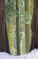 Sequoia National Park au mois de mai Arbre géant ; séquoia ; forêt ; Parc national ; Etats Unis ; Amérique du Nord 